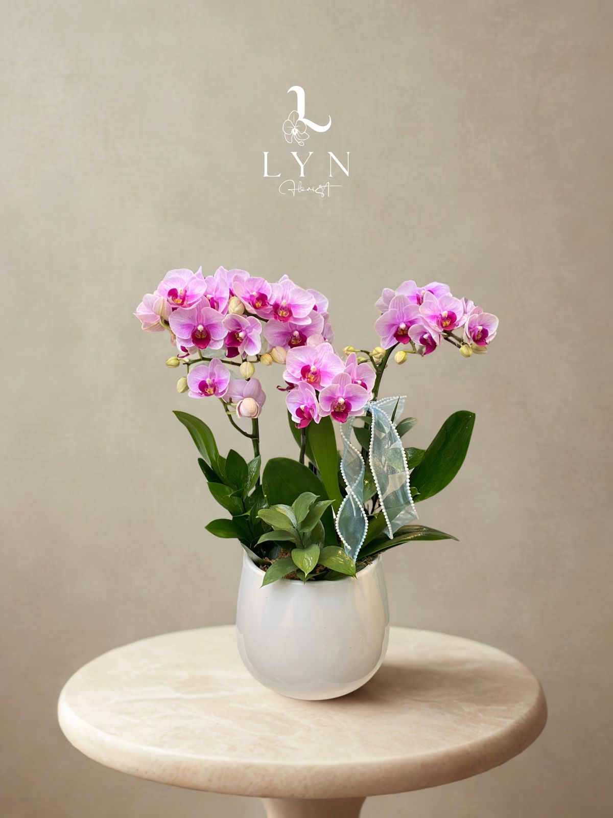 Chậu Hoa Lan Tiểu Hồ Điệp Hồng